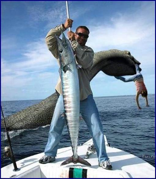 Fish - 381-capturamarelapescuit.jpg